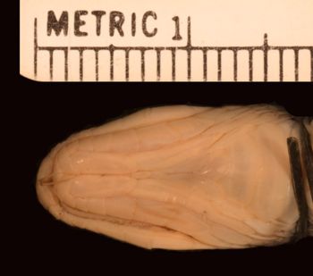 Media type: image;   Herpetology R-142422